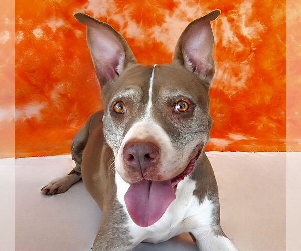 Medium Photo #2 American Pit Bull Terrier Puppy For Sale in Pasadena, CA, USA