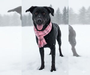 Female Black lab, black lab - Female Border Collie-Unknown Mix Dog for Adoption - Photo #2