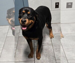 Ray - Female Rottweiler Dog for Adoption - Photo #4