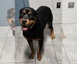 Small #3 Rottweiler