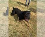 Small #2 Rottweiler