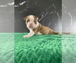 Puppy AKC Louise Boston Terrier