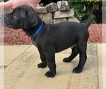 Puppy Anker Cane Corso