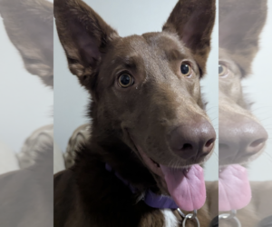 RIVER #3 - Female Australian Kelpie-Unknown Mix Dog for Adoption - Photo #2