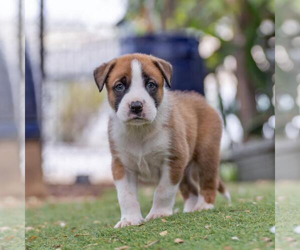 Medium Photo #2 Boxer-Unknown Mix Puppy For Sale in San Diego, CA, USA