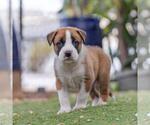 Small #1 Boxer Mix