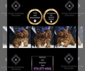 Shih Tzu Puppy for sale in WARSAW, IN, USA