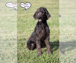 Murphy - Female Poointer Dog for Adoption - Photo #3
