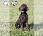 Small Photo #3 Poointer Puppy For Sale in Lee's Summit, MO, USA