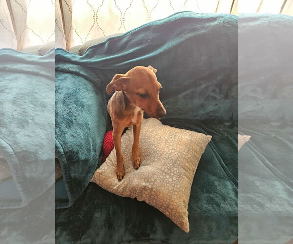 Medium Photo #3 Chipin Puppy For Sale in Wakefield, RI, USA