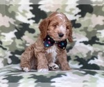 Small Photo #18 Cocker Spaniel-Poodle (Miniature) Mix Puppy For Sale in LAKELAND, FL, USA