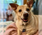 Small #6 Labrador Retriever-Pembroke Welsh Corgi Mix