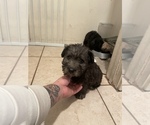 Small Photo #4 Schnoodle (Miniature) Puppy For Sale in BAKERSFIELD, CA, USA