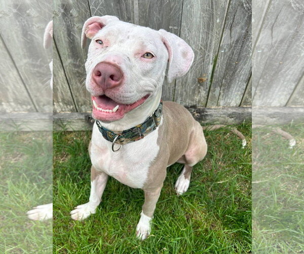 Medium Photo #33 American Pit Bull Terrier-Unknown Mix Puppy For Sale in Germantown, OH, USA