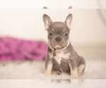 Small Photo #9 French Bulldog Puppy For Sale in LOX, FL, USA