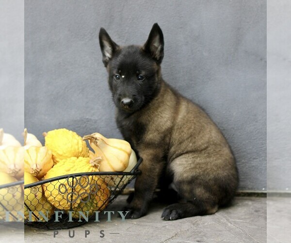 Medium Photo #3 Belgian Malinois Puppy For Sale in RONKS, PA, USA