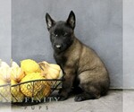 Riley - Male Belgian Malinois Puppy for Sale - Photo #3