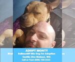 Small Photo #5 American Staffordshire Terrier-Mastiff Mix Puppy For Sale in DES MOINES, WA, USA