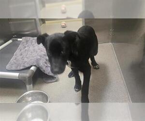 Labrador Retriever-Unknown Mix Dogs for adoption in Denver, CO, USA