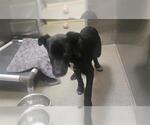 Small Labrador Retriever Mix