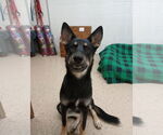 Small #2 German Shepherd Dog Mix