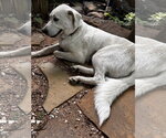Small #1 Labrador Retriever Mix