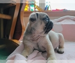 Puppy Fawn male Pug