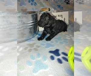 Poodle (Toy) Puppy for sale in WORCESTER, MA, USA