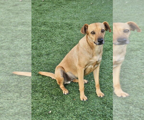 Medium Photo #4 Mutt Puppy For Sale in oakland, FL, USA