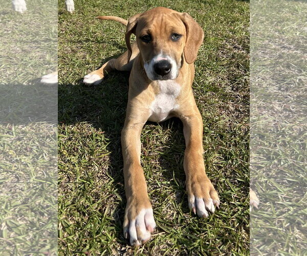 Medium Photo #8 Mutt Puppy For Sale in Holly Springs, NC, USA