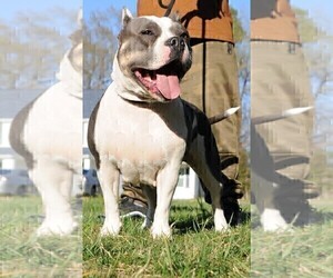 Mother of the American Bully puppies born on 01/31/2023