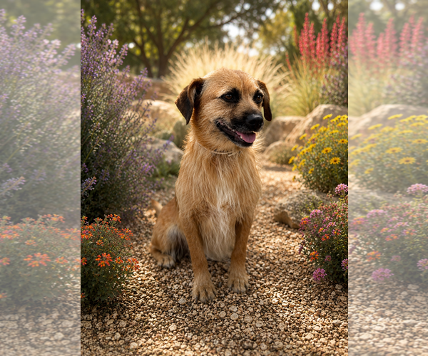 Medium Photo #3 Border Terrier-Unknown Mix Puppy For Sale in PIPE CREEK, TX, USA