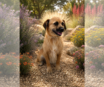 Small #2 Border Terrier Mix