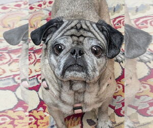 Pug Dogs for adoption in Greensboro, NC, USA