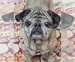 Small Pug