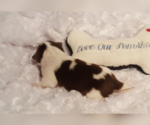 Small Photo #41 Pomsky Puppy For Sale in RAMONA, CA, USA