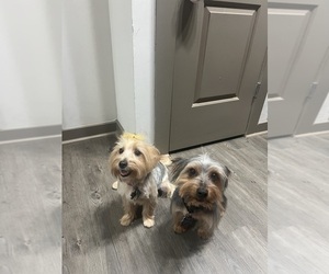 Father of the Yorkshire Terrier puppies born on 09/04/2025