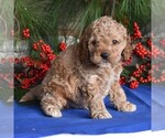 Small Photo #1 Cocker Spaniel-Poodle (Miniature) Mix Puppy For Sale in MILLERSBURG, PA, USA