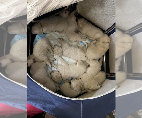 Medium Photo #10 Golden Retriever Puppy For Sale in WILTON, CA, USA