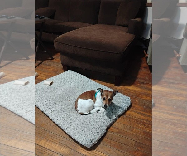 Medium Photo #2 Jack Russell Terrier-Unknown Mix Puppy For Sale in Middlesex, VT, USA