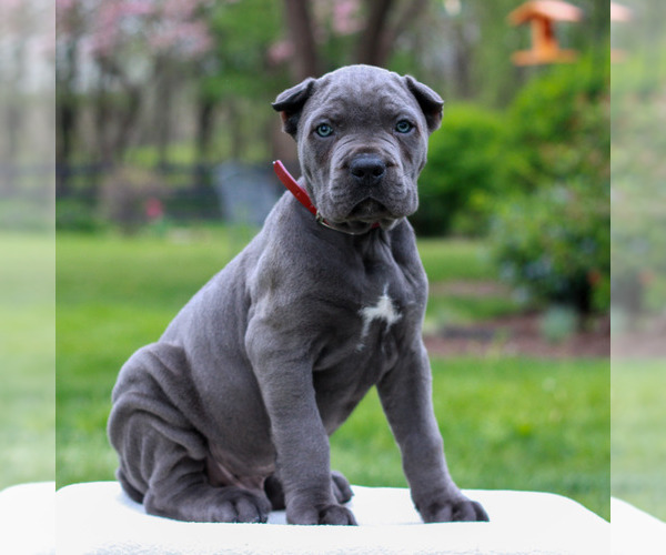 Medium Photo #3 Cane Corso Puppy For Sale in MOUNT JOY, PA, USA