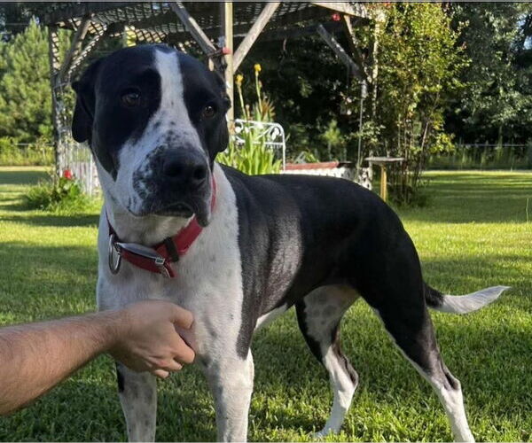 Medium Photo #3 Great Dane-Unknown Mix Puppy For Sale in Bullard, TX, USA