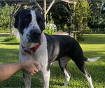 Small #2 Great Dane Mix