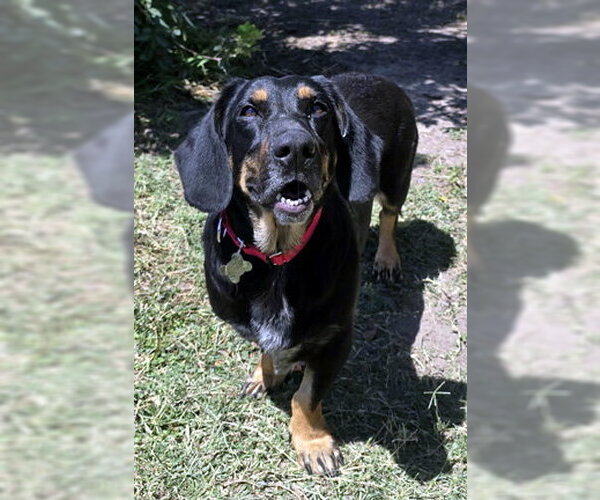Medium Photo #2 Basset Hound-German Shepherd Dog Mix Puppy For Sale in Deepwater, NJ, USA