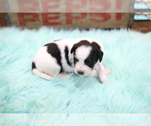 Bernedoodle-Poodle (Miniature) Mix Puppy for sale in GOSHEN, IN, USA
