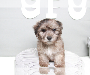 Shih-Poo Puppy for sale in MARIETTA, GA, USA