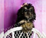 Puppy Diamond Poodle (Miniature)