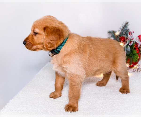 Medium Photo #10 Golden Retriever Puppy For Sale in WAKARUSA, IN, USA