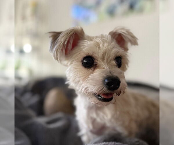 Medium Photo #4 Mutt Puppy For Sale in Greenville, SC, USA