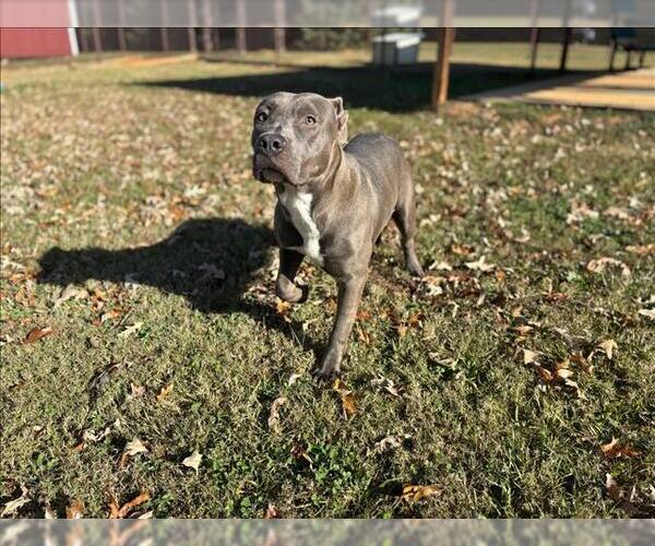 Medium Photo #1 Mutt Puppy For Sale in Grovetown, GA, USA
